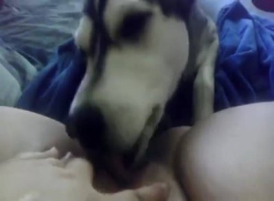 Овчарка лижет пизду пока хозяйка не кончит